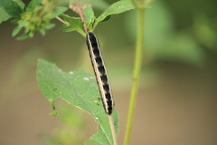 Spodoptera ornithogalli