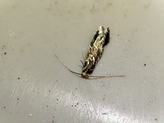 Monopis crocicapitella