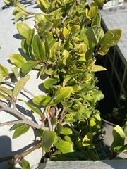 Ficus pumila
