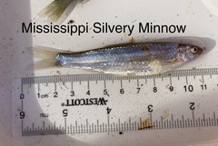 Hybognathus nuchalis