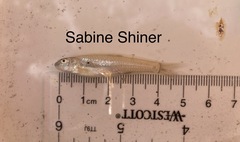 Notropis sabinae