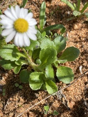 Bellis annua