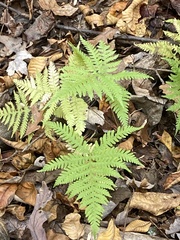 Phegopteris