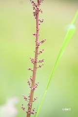 Laurembergia repens