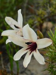 Tritonia flabellifolia