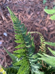 Polystichum californicum