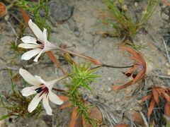 Tritonia flabellifolia