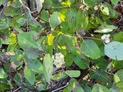 Symphoricarpos occidentalis