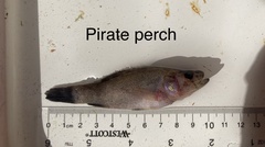 Aphredoderus sayanus