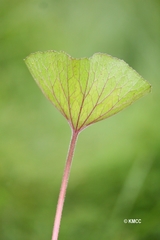 Laurembergia repens
