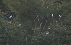 Ardea alba
