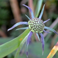 Scabiosa ochroleuca
