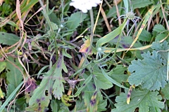 Scabiosa ochroleuca