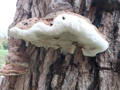 Ganoderma resinaceum