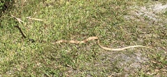Masticophis flagellum flagellum