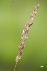 Image of Eragrostis capensis