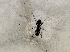 Camponotus cruentatus