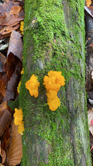 Dacrymyces chrysospermus