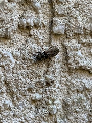 Pseudopachybrachius basalis