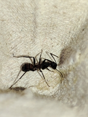 Camponotus cruentatus