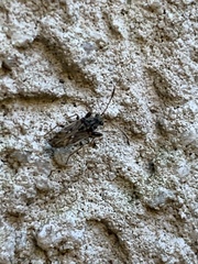 Pseudopachybrachius basalis