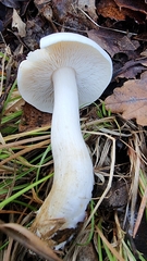 Hygrophorus eburneus