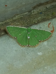 Argyrocosma inductaria