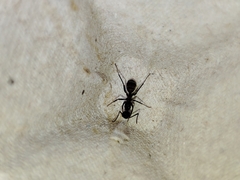 Camponotus cruentatus