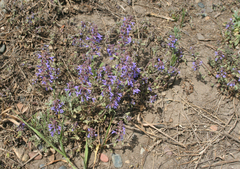 Dracocephalum nutans