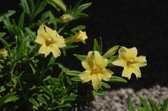 Diplacus longiflorus