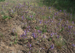 Dracocephalum nutans