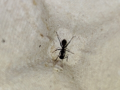 Camponotus cruentatus
