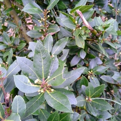 Laurus nobilis