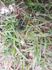 Scyphophorus acupunctatus
