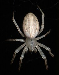 Larinia borealis