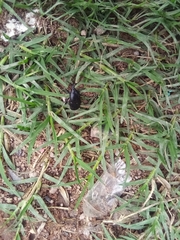 Scyphophorus acupunctatus