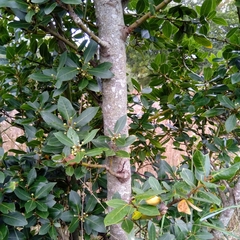 Laurus nobilis