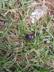 Scyphophorus acupunctatus