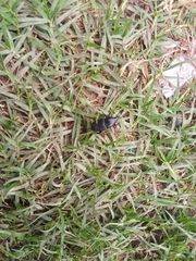 Scyphophorus acupunctatus
