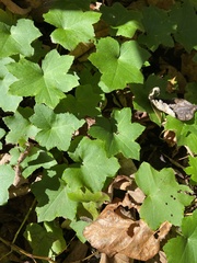 Hydrophyllum canadense