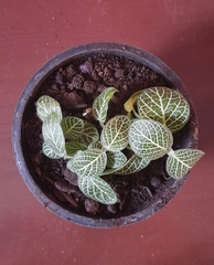 Fittonia albivenis