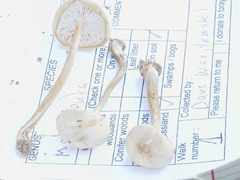 Melanoleuca griseobrunnea