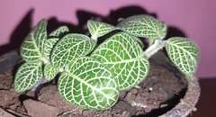 Fittonia albivenis