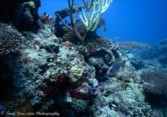 Sargocentron spiniferum