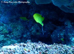 Forcipiger longirostris
