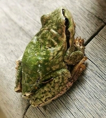 Hyla arborea