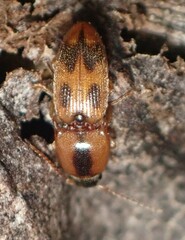Aeolus mellillus