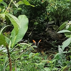 Siproeta epaphus epaphus