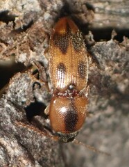 Aeolus mellillus