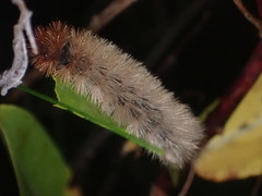 Phragmatobia